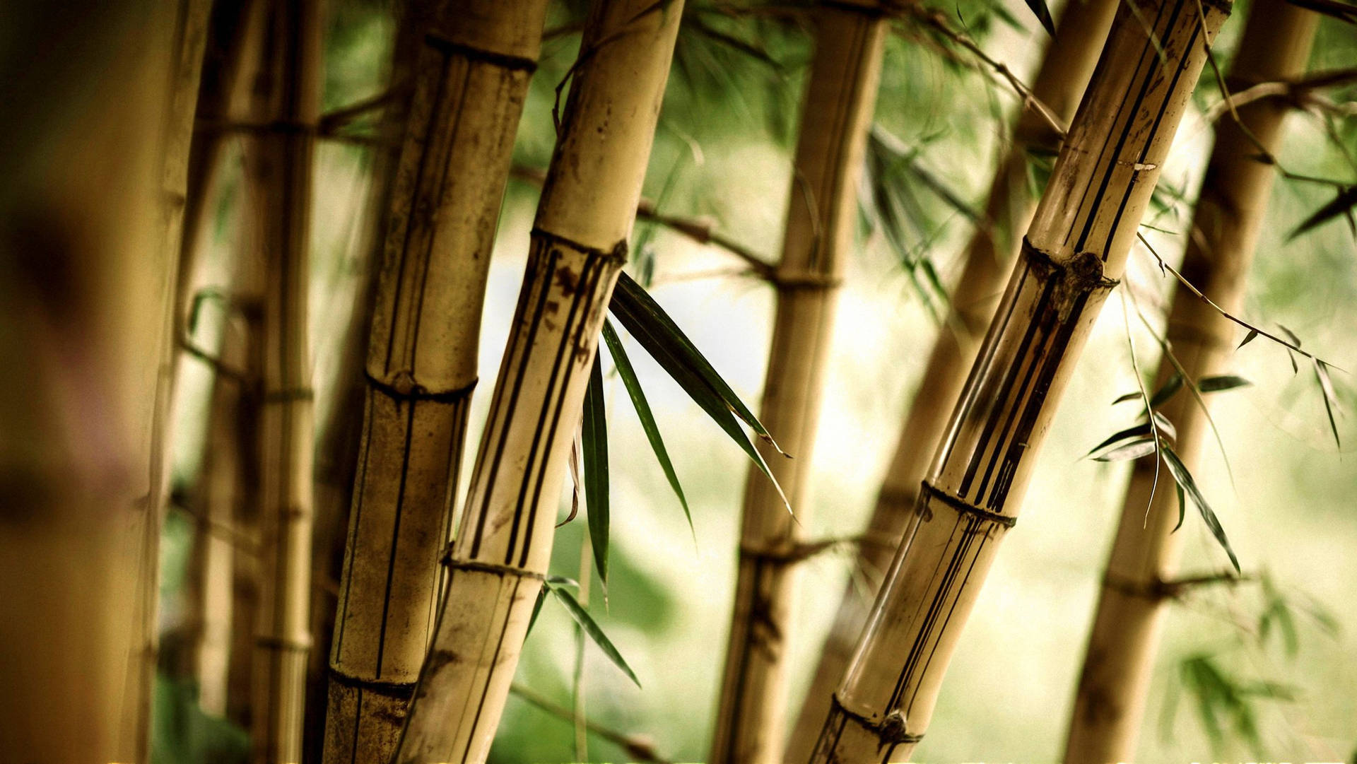 Brown Bamboo Plants