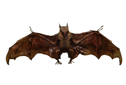 Brown Bat Spread Wings PNG