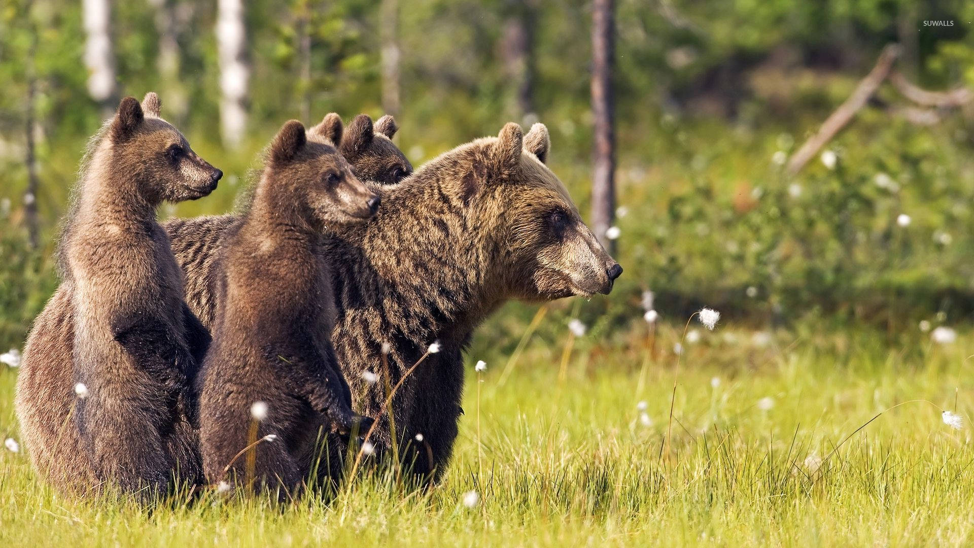 Brown Bear And Cubs With Flowers Wallpaper