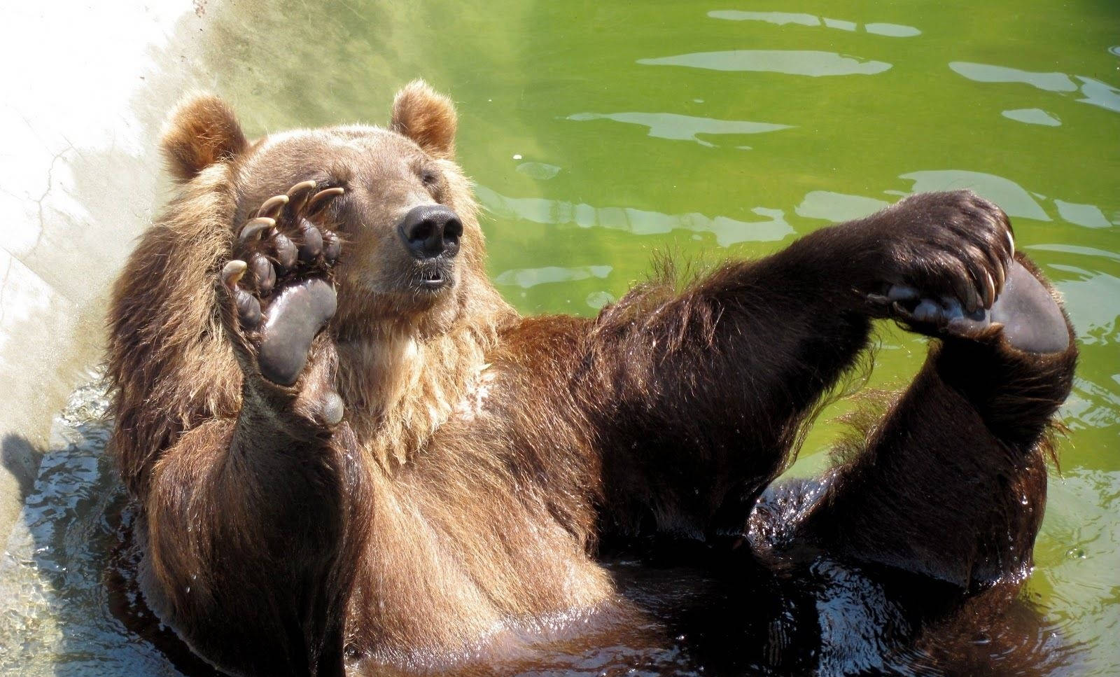 Brown Bear Bathing In Water Wallpaper
