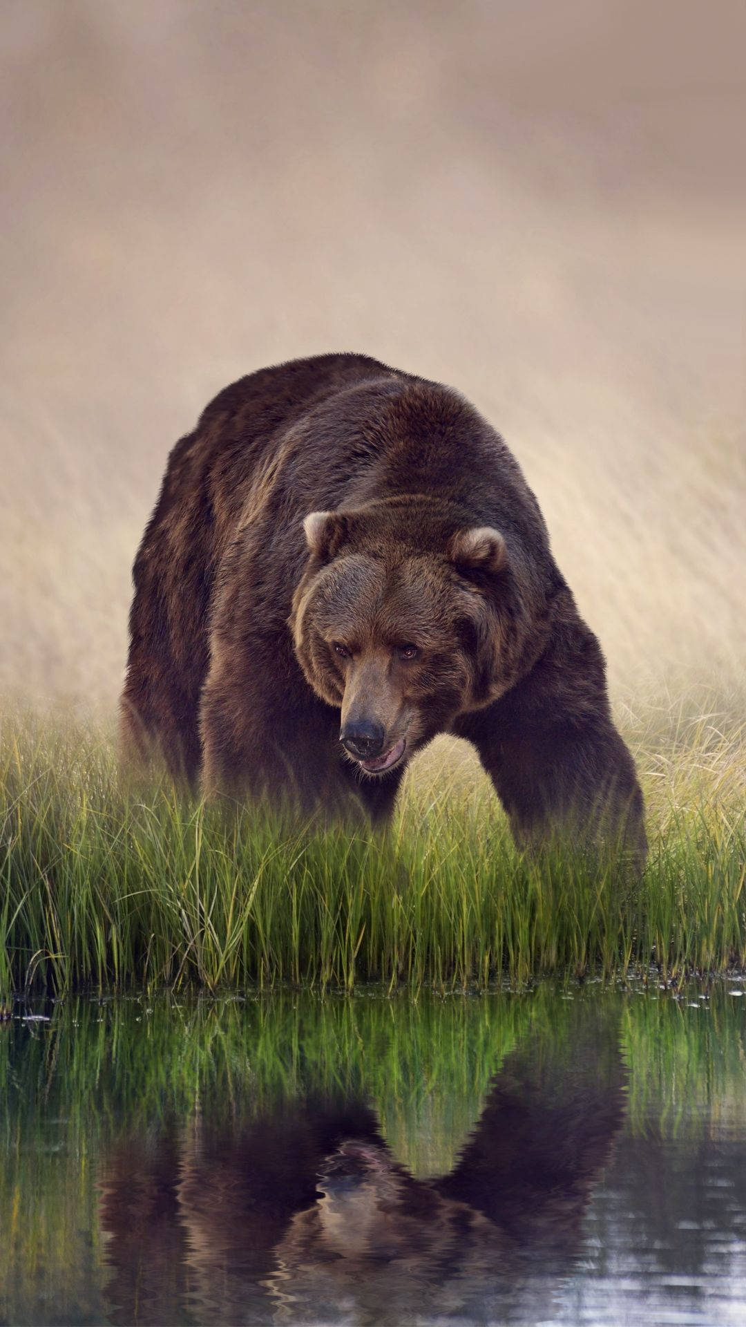 Brown Bear By Lake In Grass Wallpaper