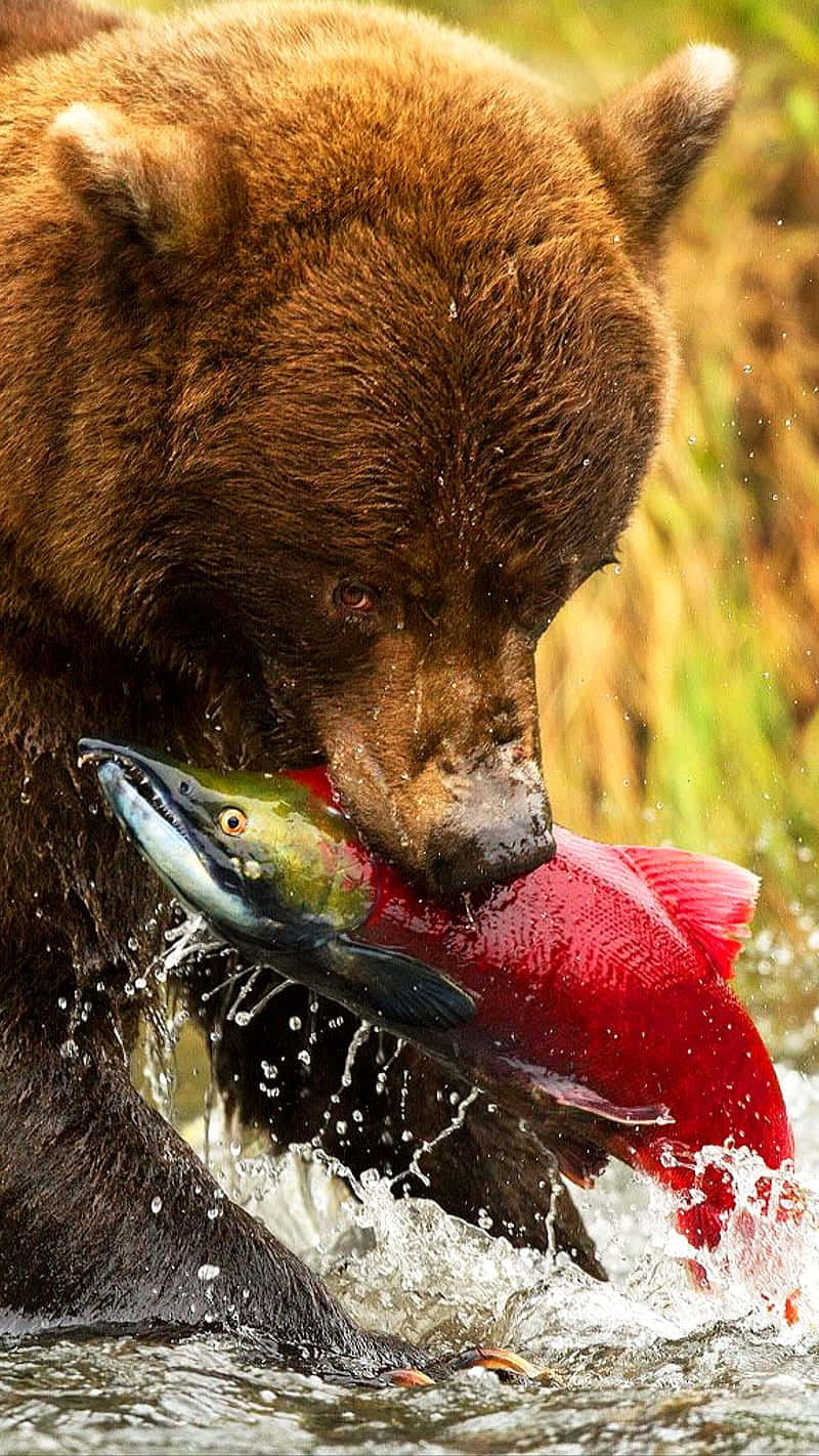 Brown Bear Catching Sockeye Salmon Wallpaper
