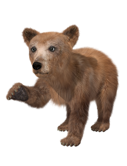 Brown Bear Cub On Black Background PNG
