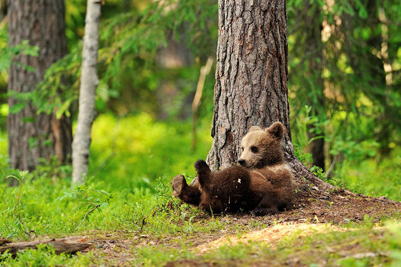 Braunerbärenjunges Auf Einem Baum Wallpaper
