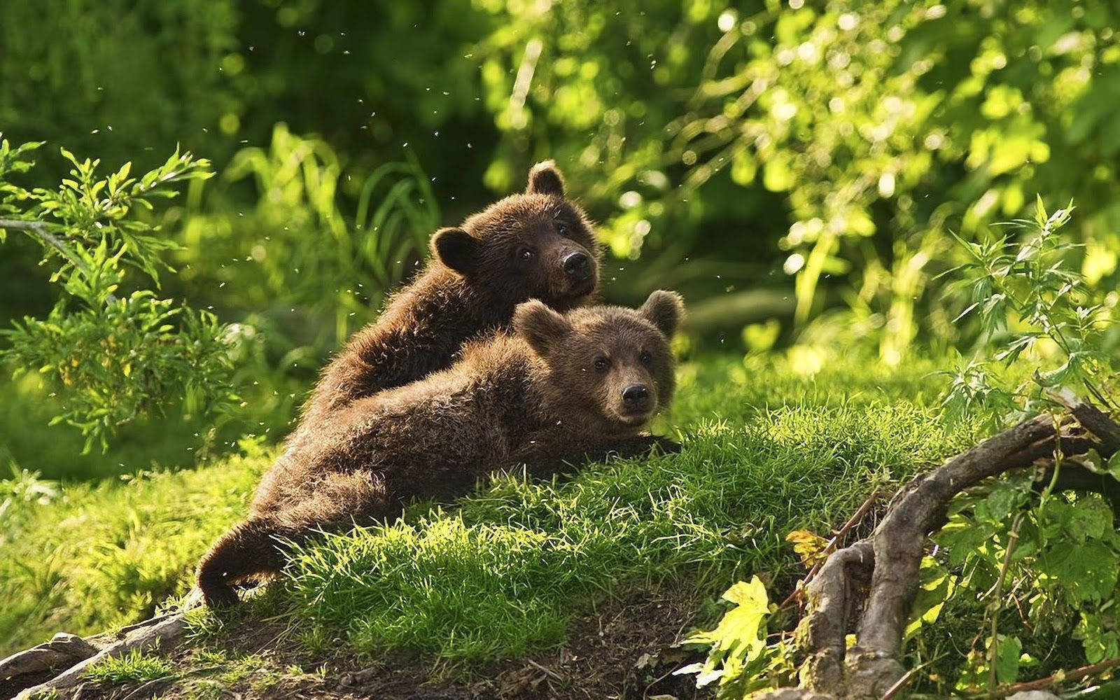 Brown Bear Cubs On Grass Wallpaper