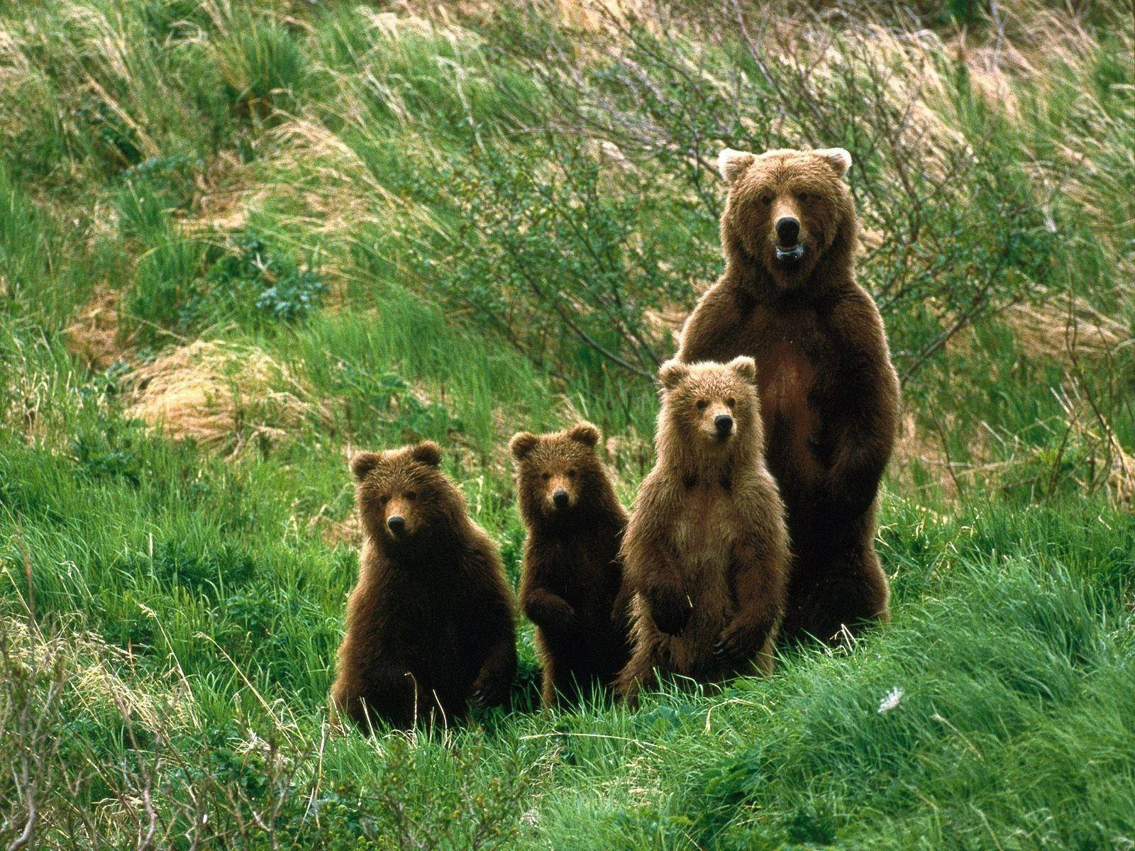 Braunbärenfamilieauf Dem Gras Wallpaper