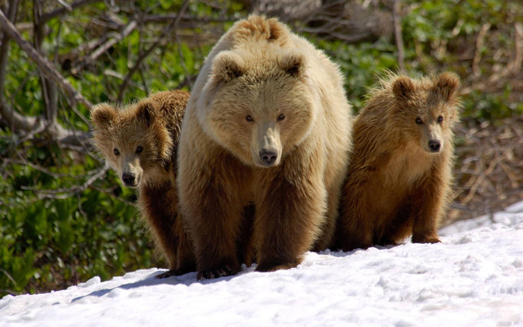 Brown Bear Family On Snow Wallpaper