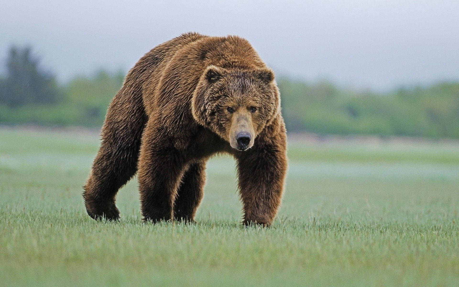 Brown Bear Fierce On Grass Wallpaper