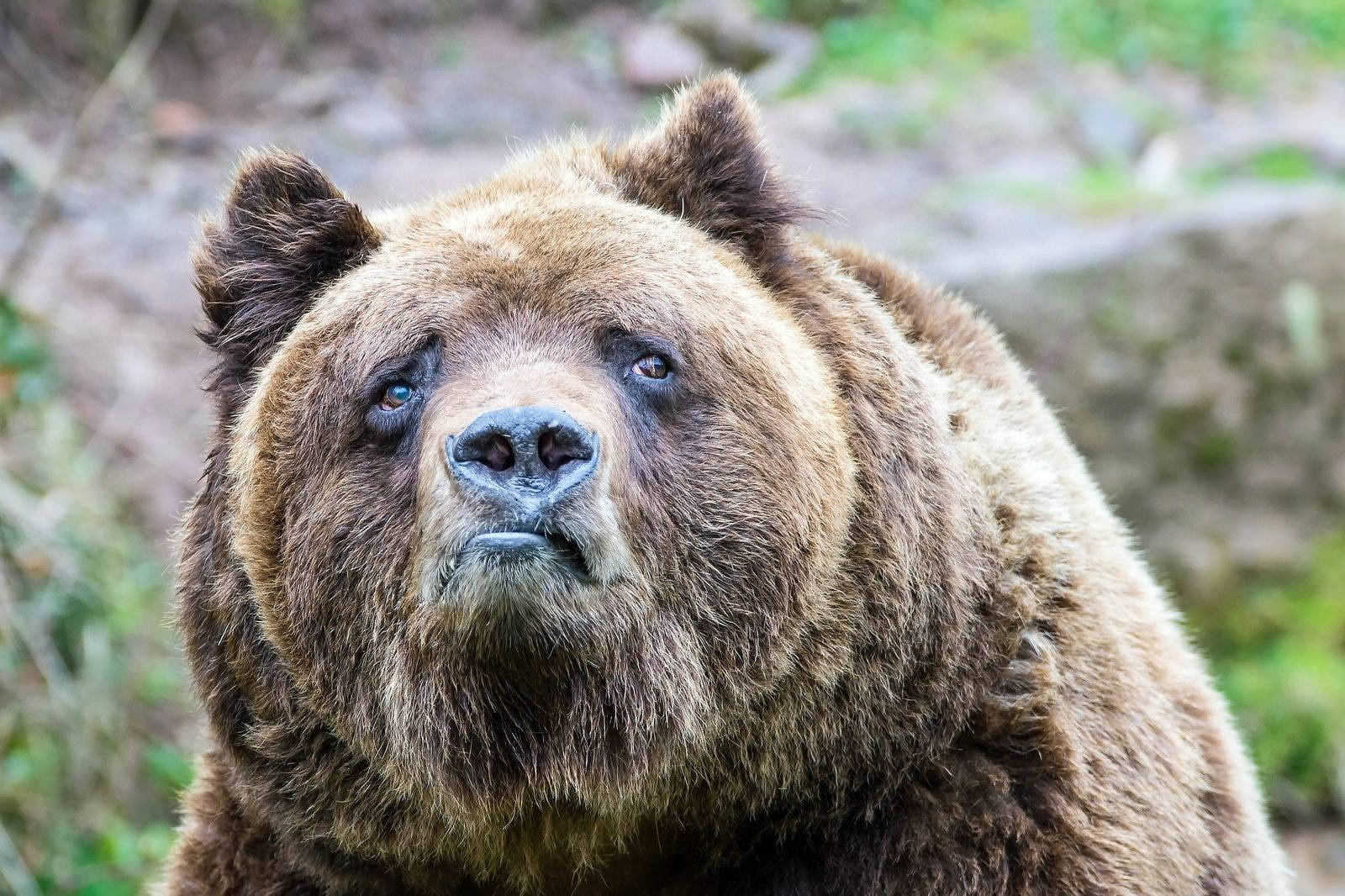Brunbjörnroligt Ansikte. Wallpaper