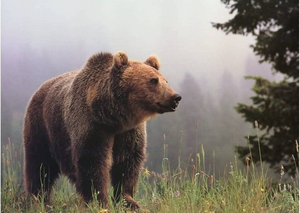 Brunbjörn,gräs Och Träd Wallpaper