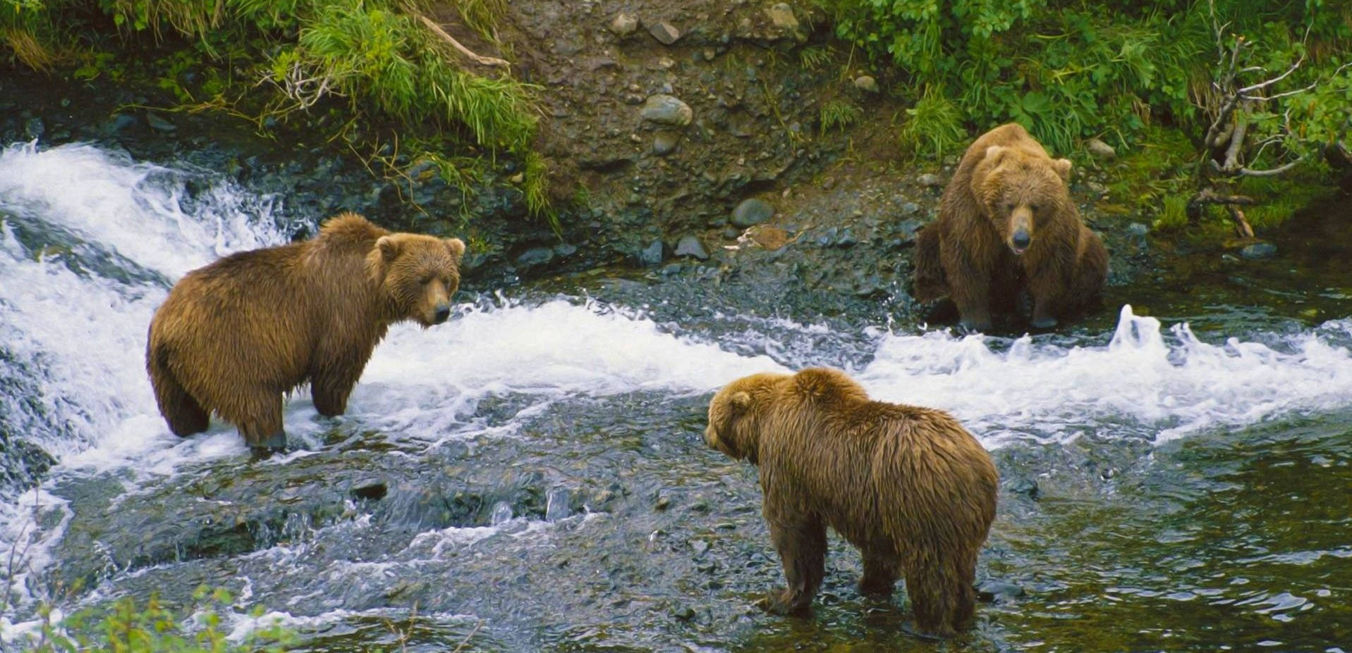 Brown Bear Group By River Wallpaper
