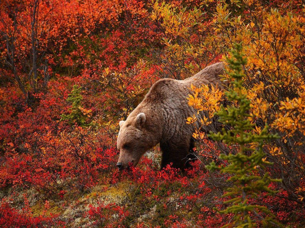 A brown bear pauses to take in the autumnal colors. Wallpaper