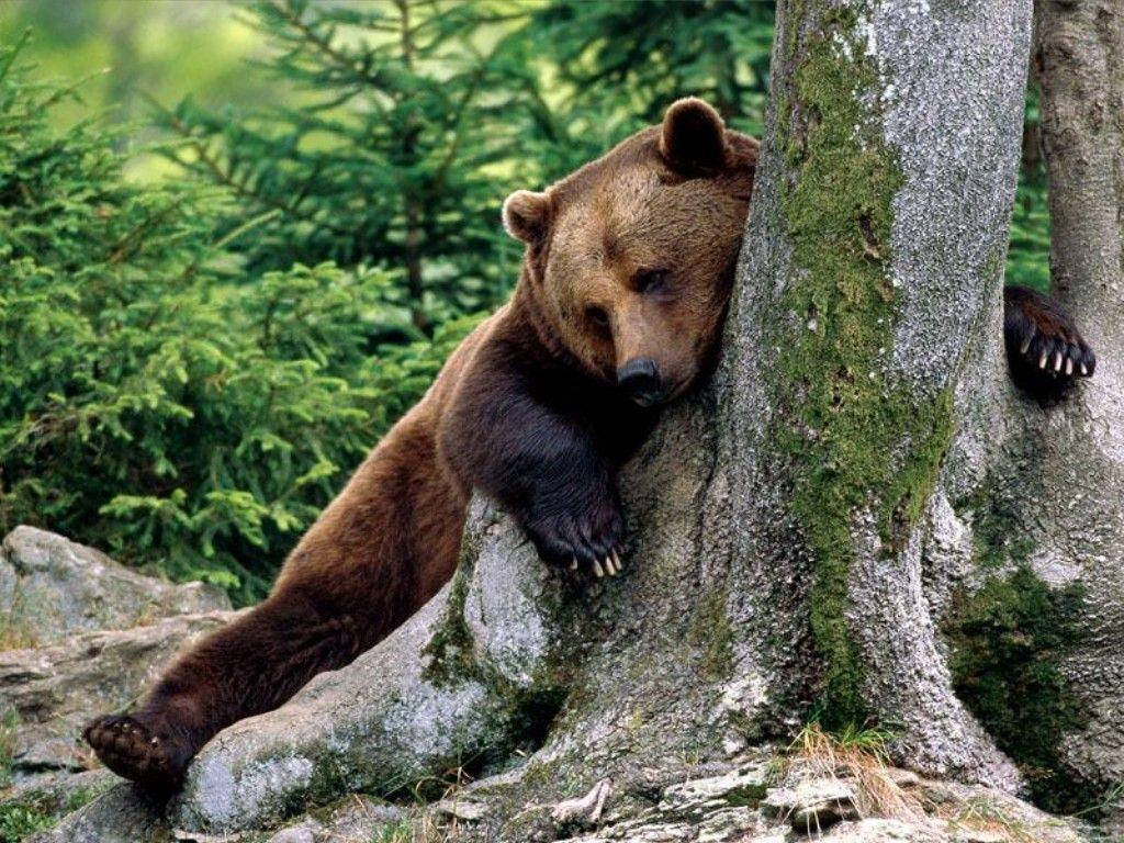 Brunbjörnlutad Mot Trädet Wallpaper