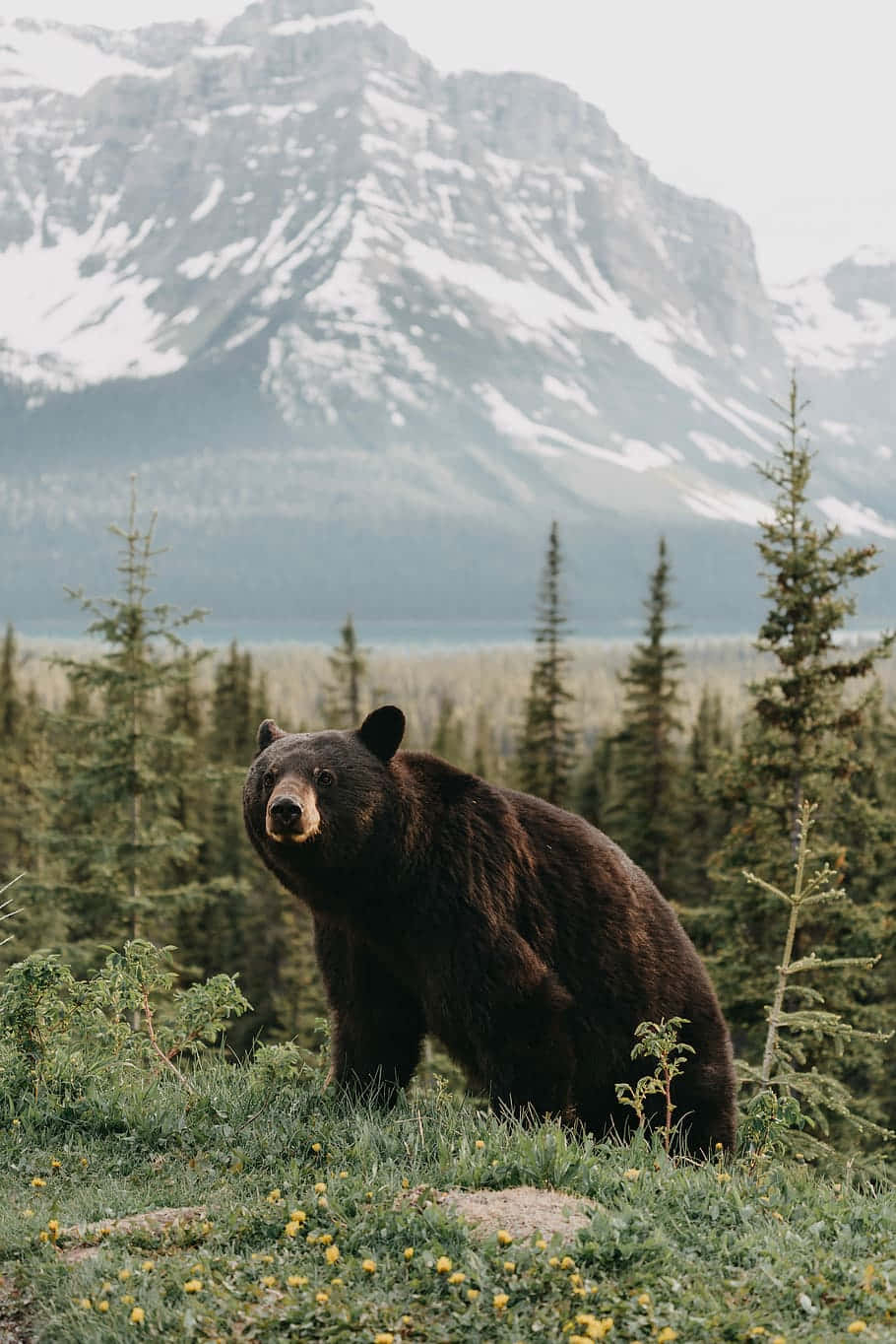 Brown Bear Mountain Backdrop.jpg Wallpaper