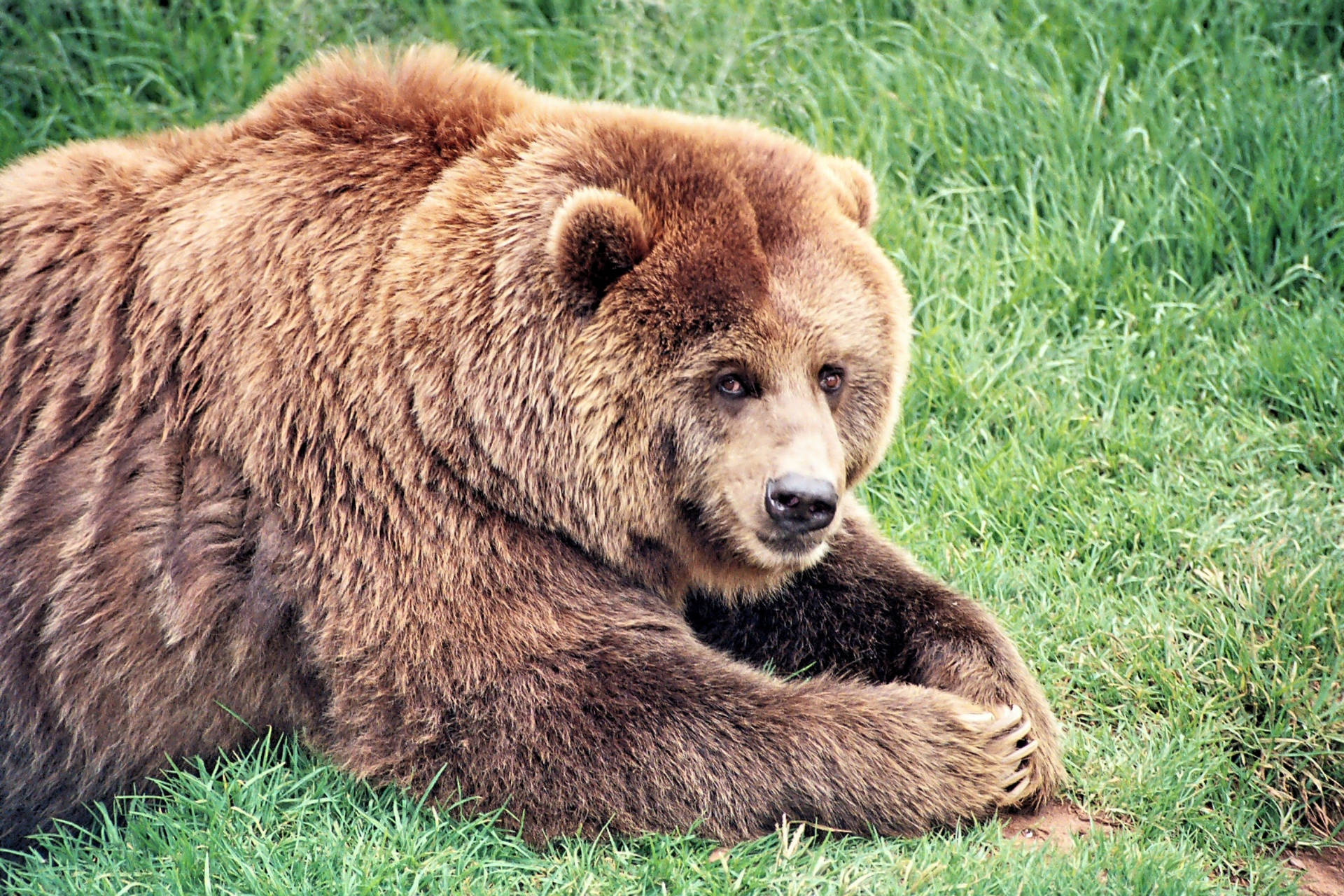 Brown Bear On Grass Wallpaper