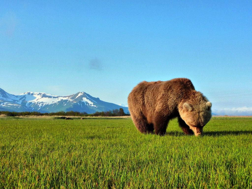 Brown Bear On Grass Mountain View Wallpaper