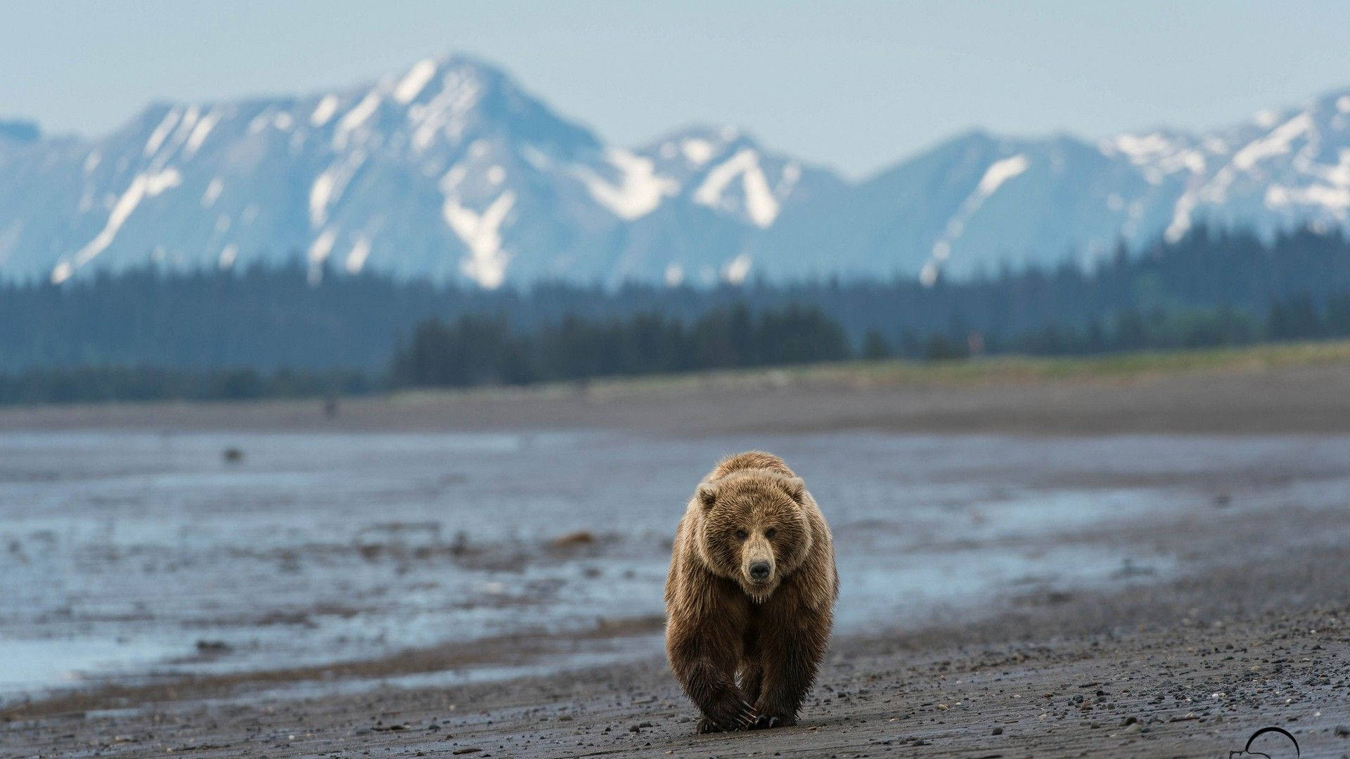 Brown Bear On Mud With Mountain View Wallpaper