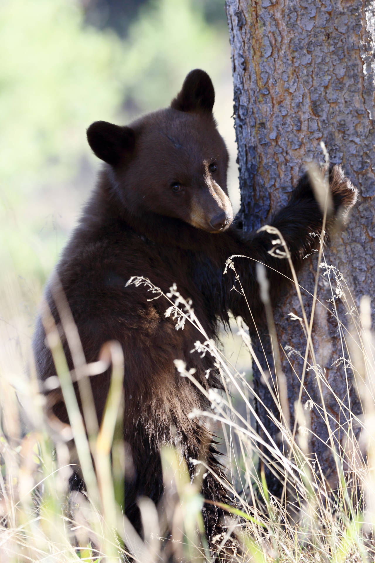 A brown bear in its natural habitat, nestled in a tree. Wallpaper