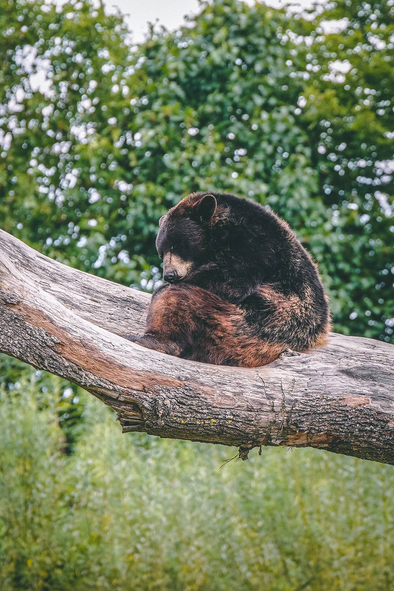 Brown Bear On Tree Wallpaper