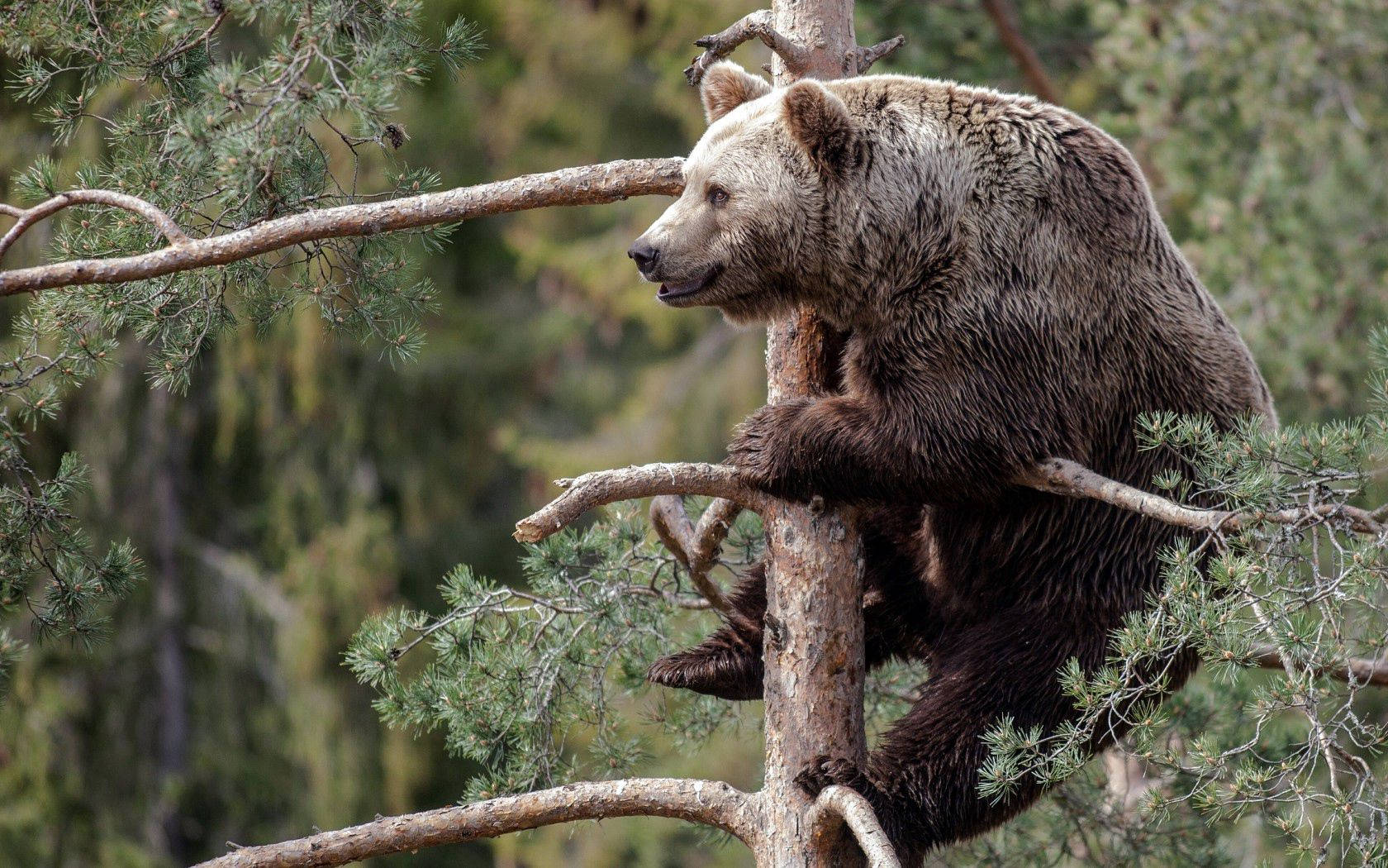 Brown Bear On Tree Background