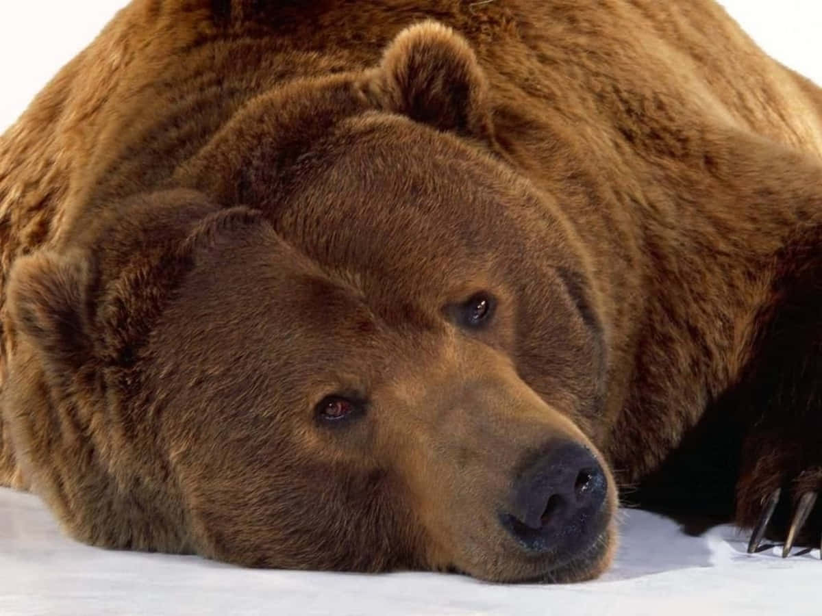 "A Brown Bear in Its Natural Habitat"