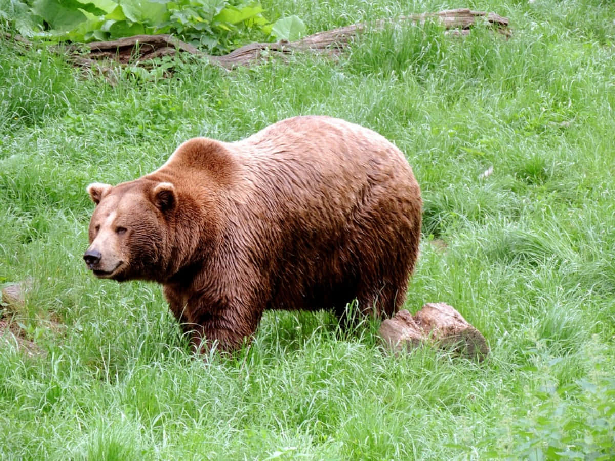 A Brown Bear Enjoying the Outdoors