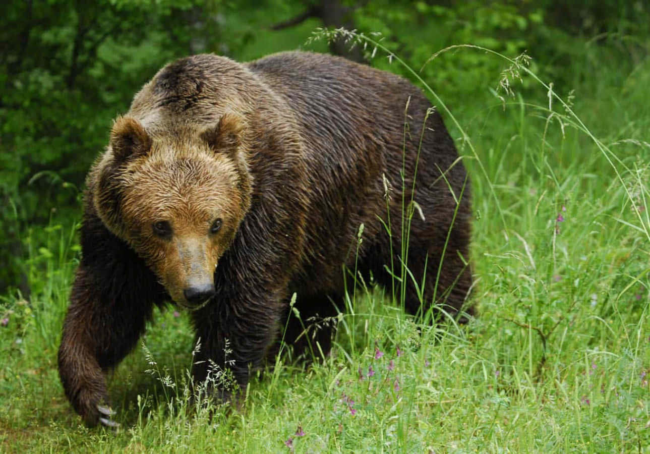 A brown bear looks at a stream in the wilderness