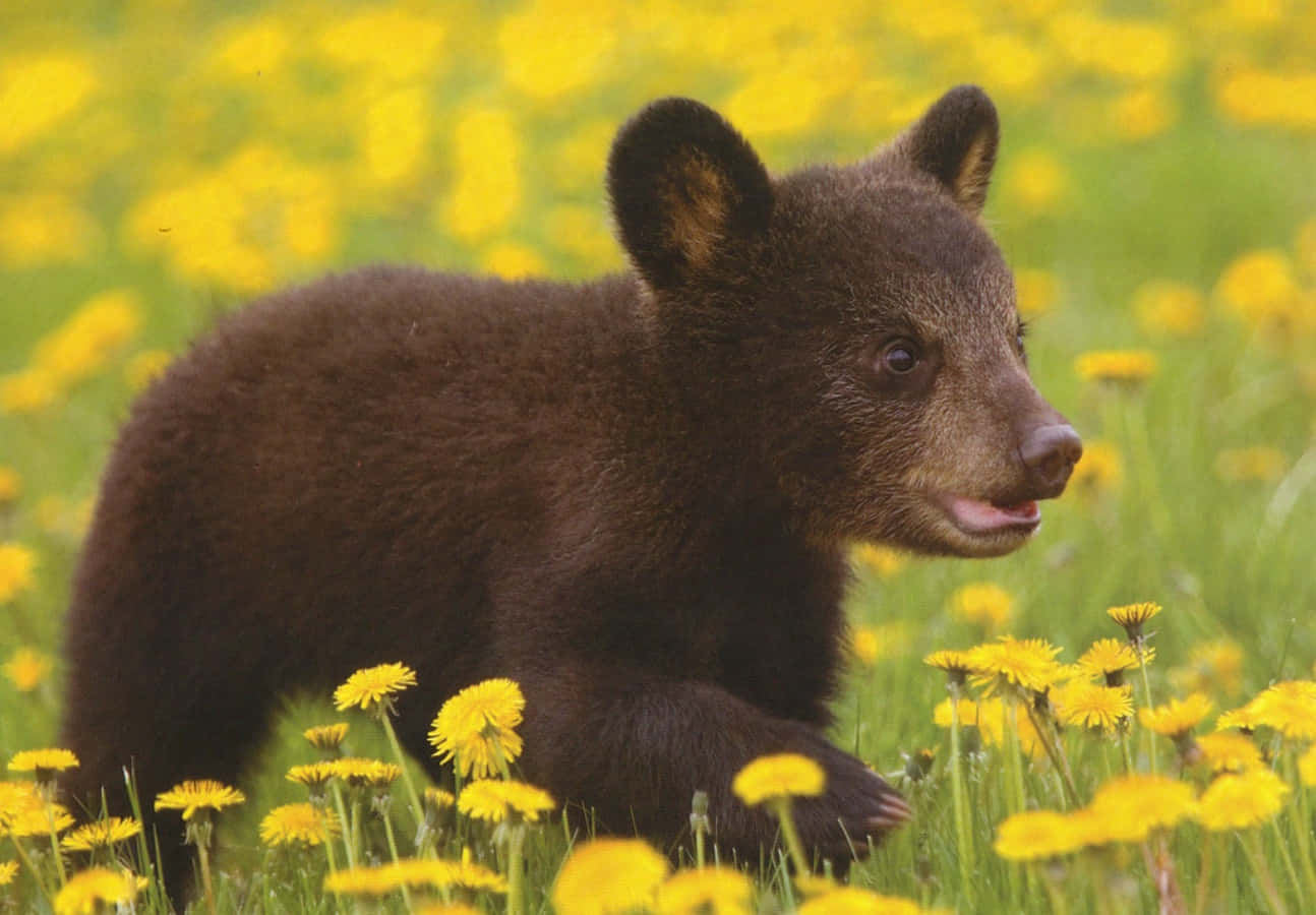 A Black Bear Cub Walking Through A Field Of Yellow Flowers