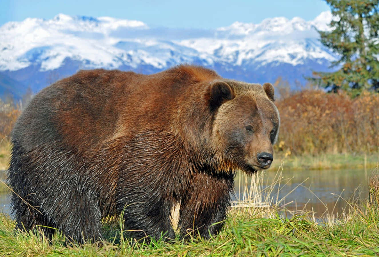 A beautiful brown bear stands against a bright sky.