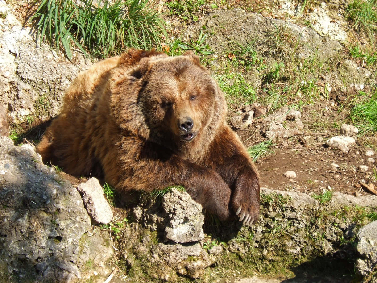 Image  A Brown Bear grazing in an alpine meadow