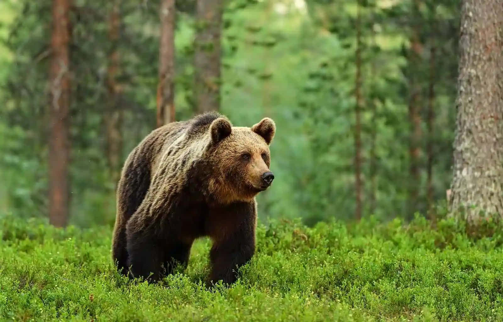 A majestic brown bear looks over a tranquil valley.