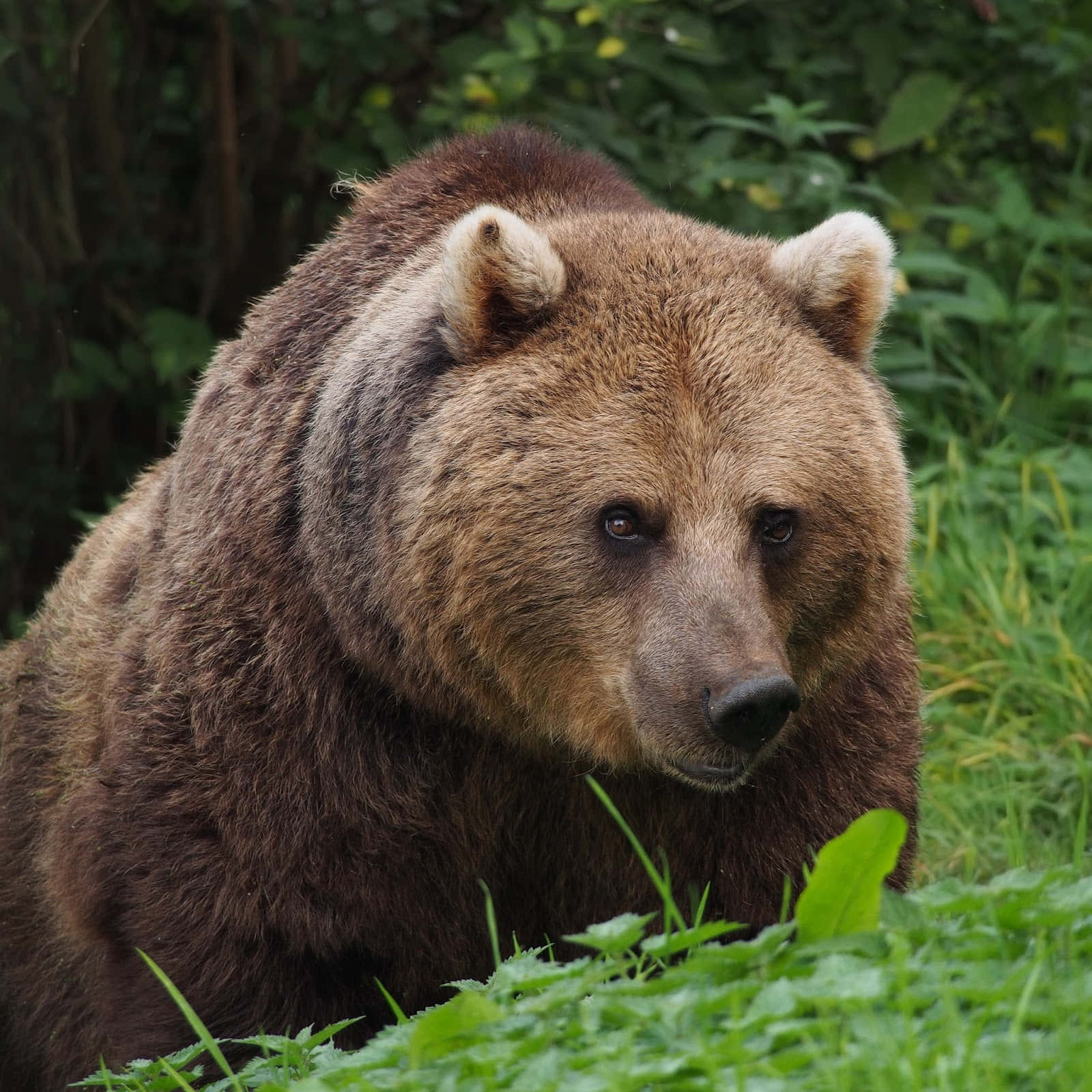 A majestic brown bear looks over a field of tall grass