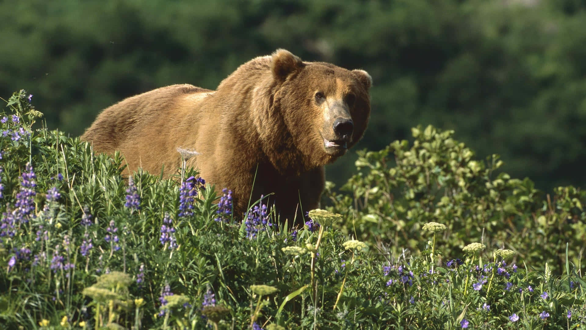 _ Brown Bear in an idyllic forest environment_