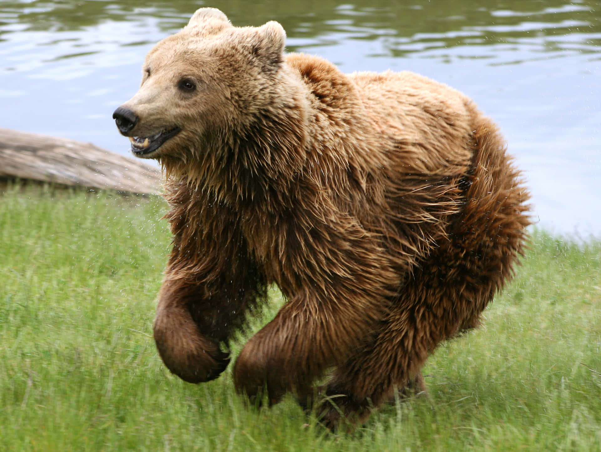 A Brown Bear in Alaska