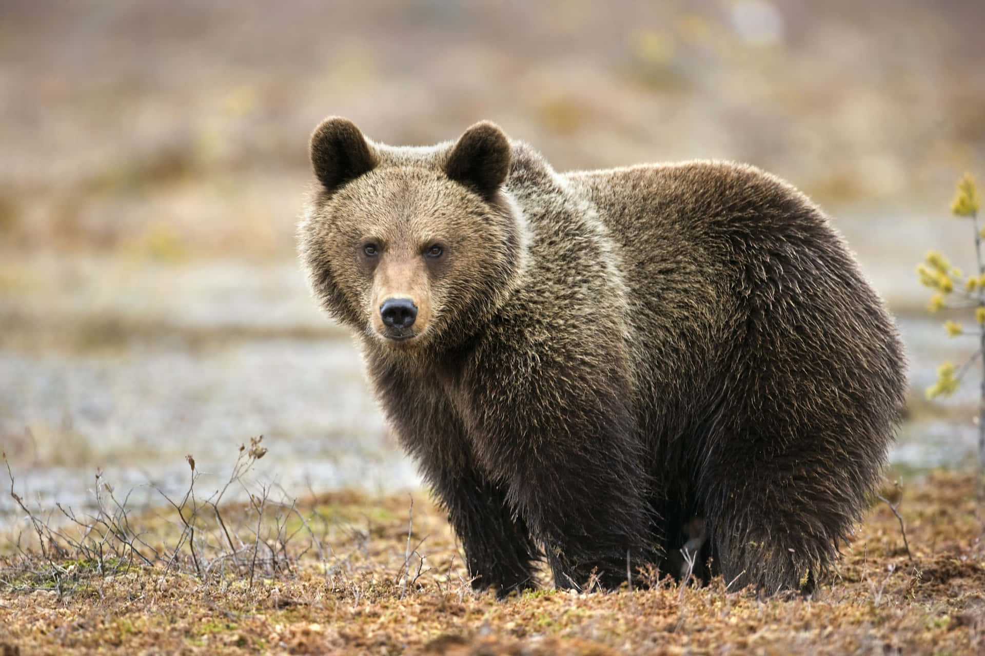 A Brown Bear Standing In A Field