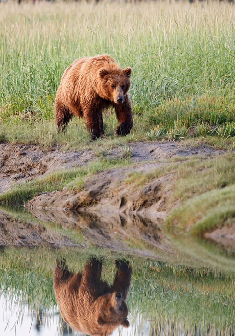 A solitary brown bear wanders through a majestic landscape.