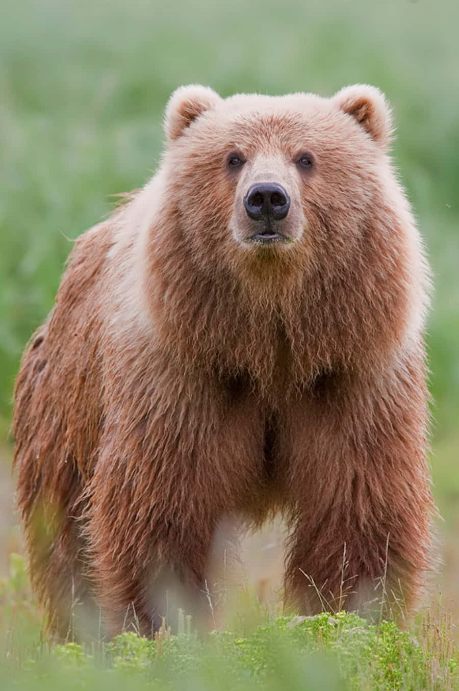 A brown bear standing in a vibrant green field of grass