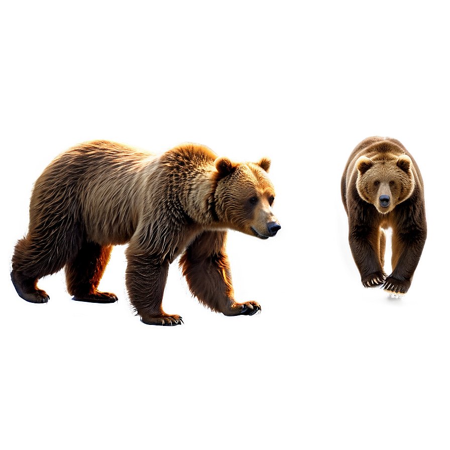 [800+] Bear Wallpapers | Wallpapers.com