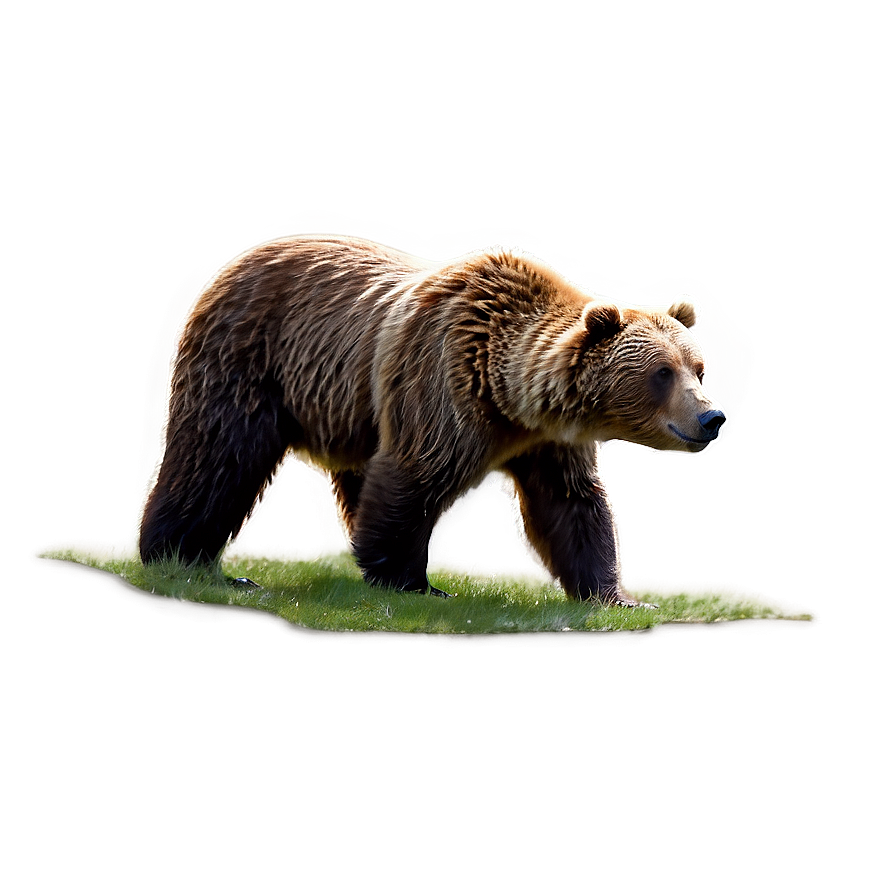 Brown Bear Png Jmn PNG