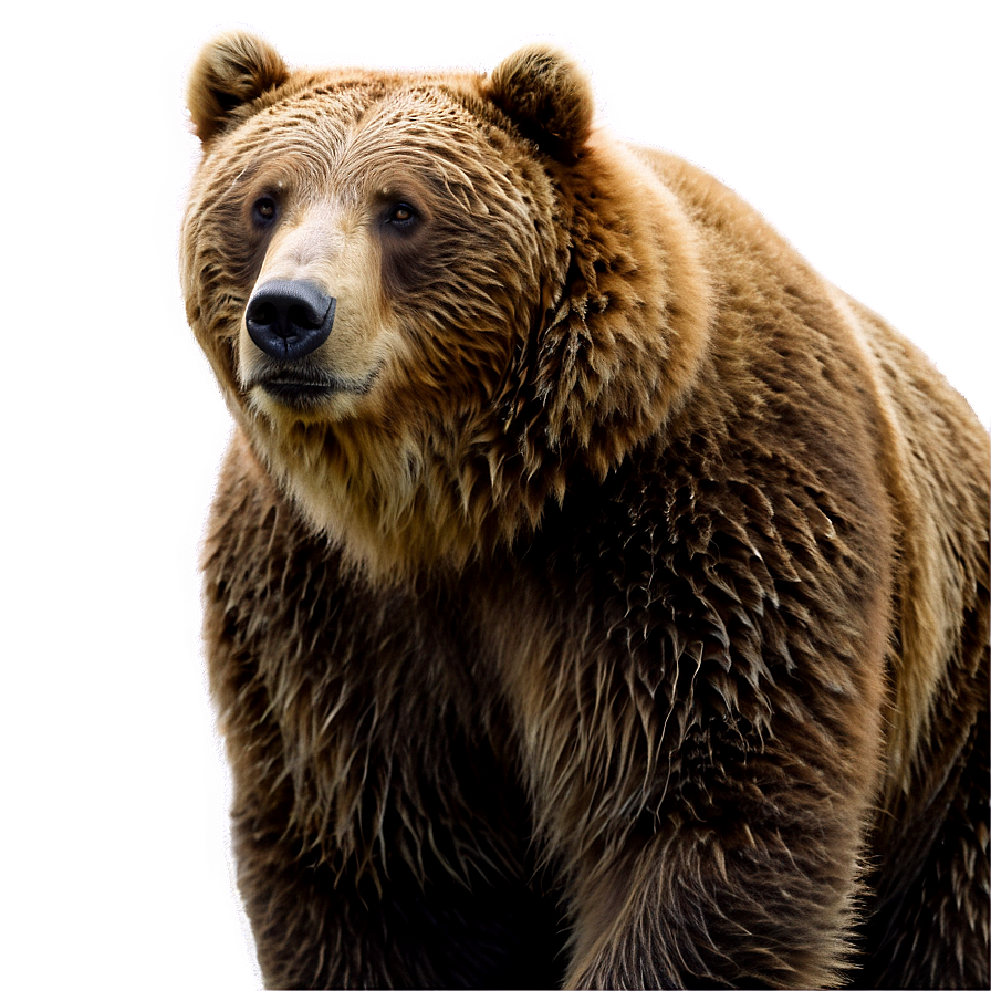 Brown Bear Png Qfr PNG