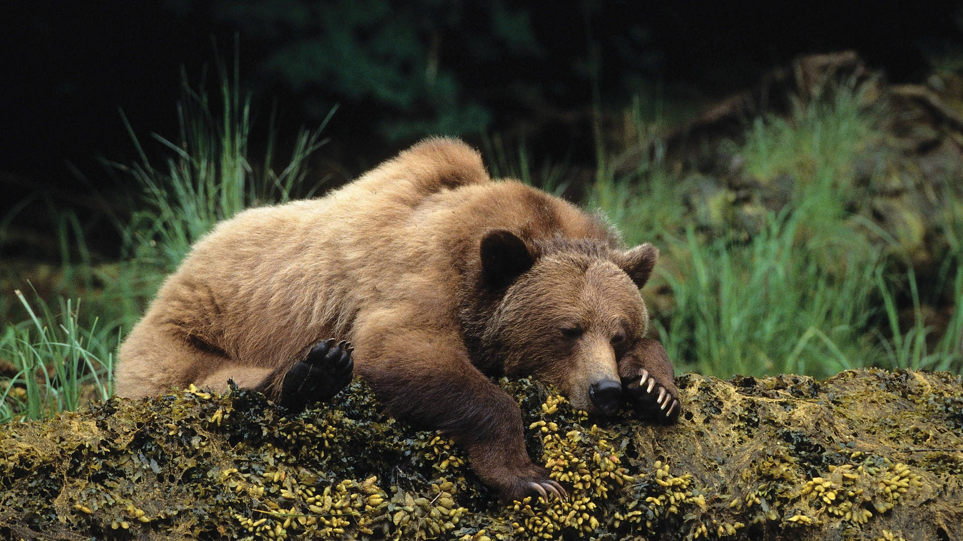 Brown Bear Resting In Forest Wallpaper