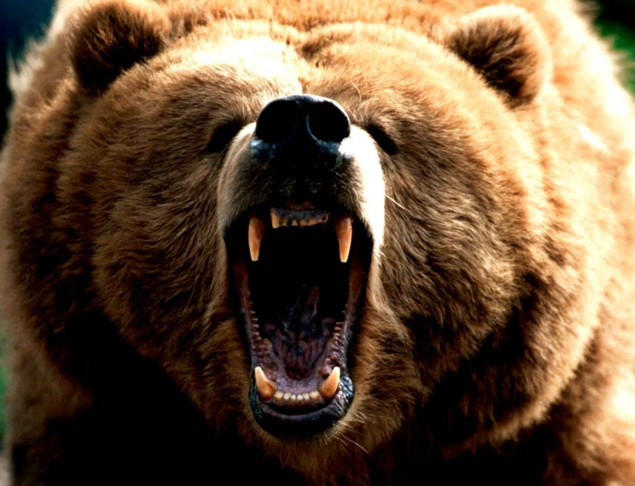 Brown Bear Roar Front View Wallpaper
