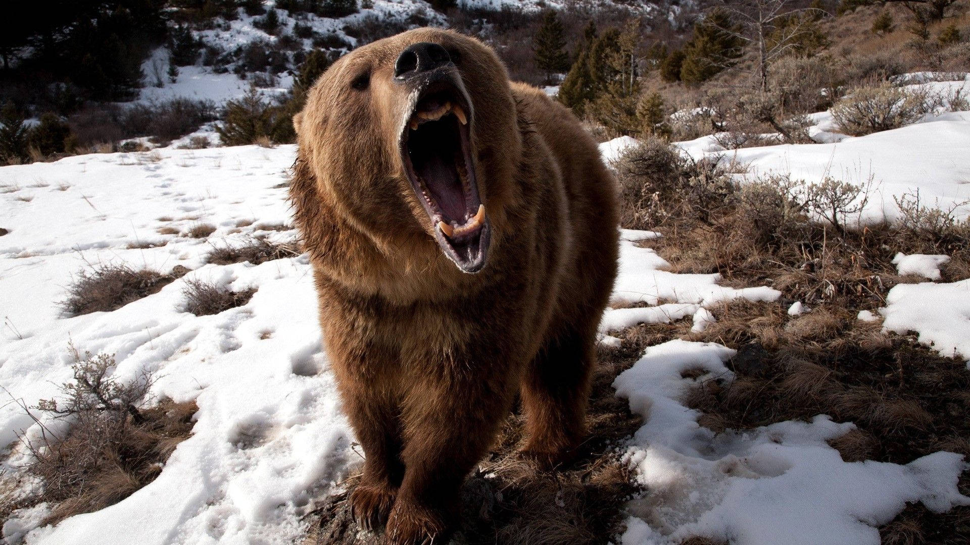Brown Bear Roaring On Snow Wallpaper