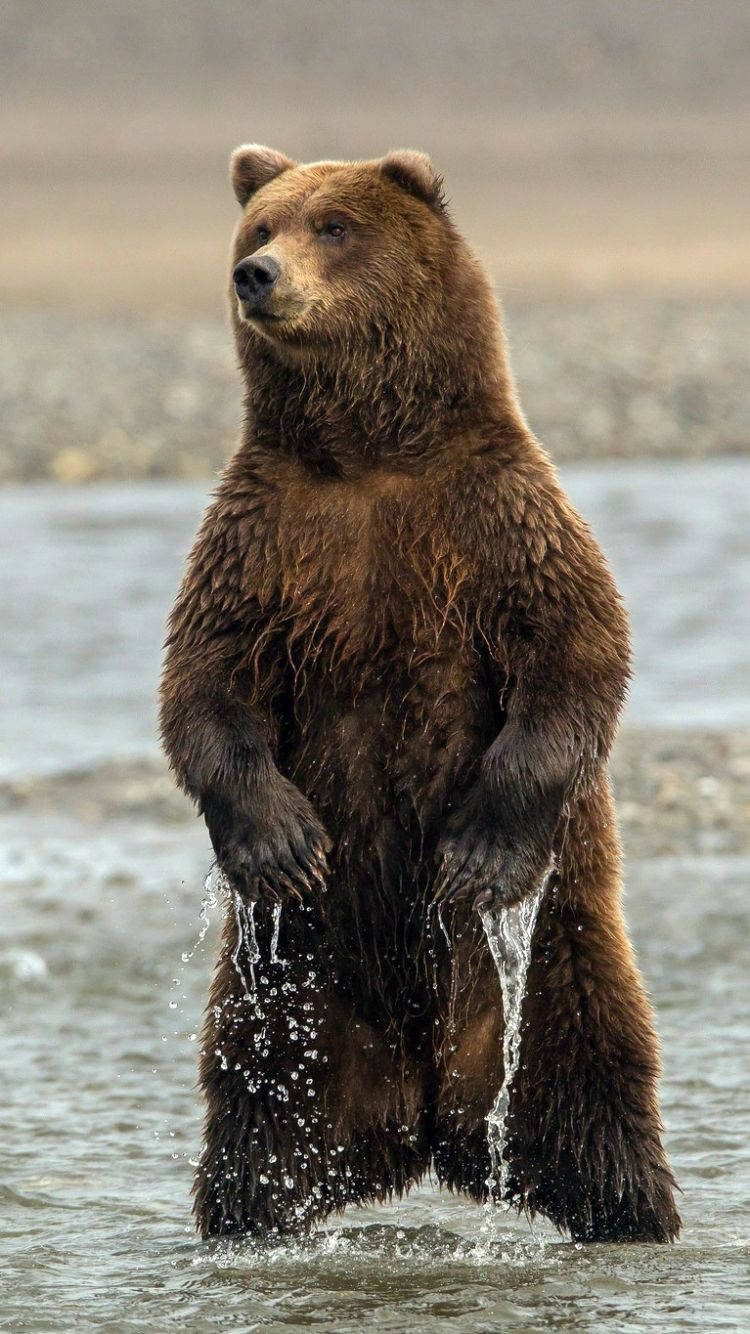 Brown Bear Standing On River Wallpaper