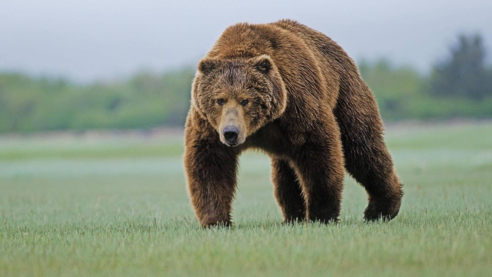 Brown Bear Walking On Grass Field Wallpaper