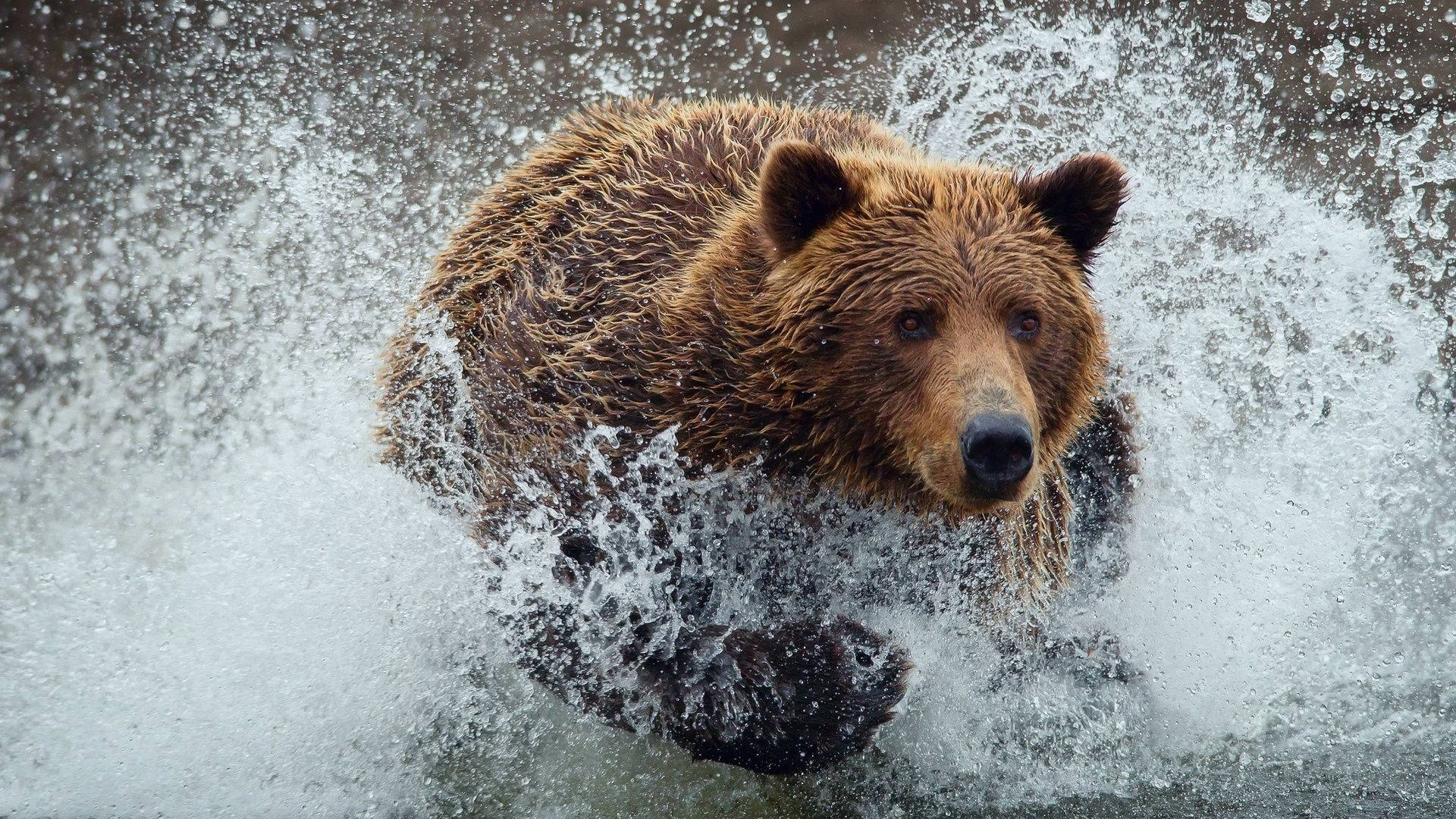 Brown Bear Water Splash Wallpaper