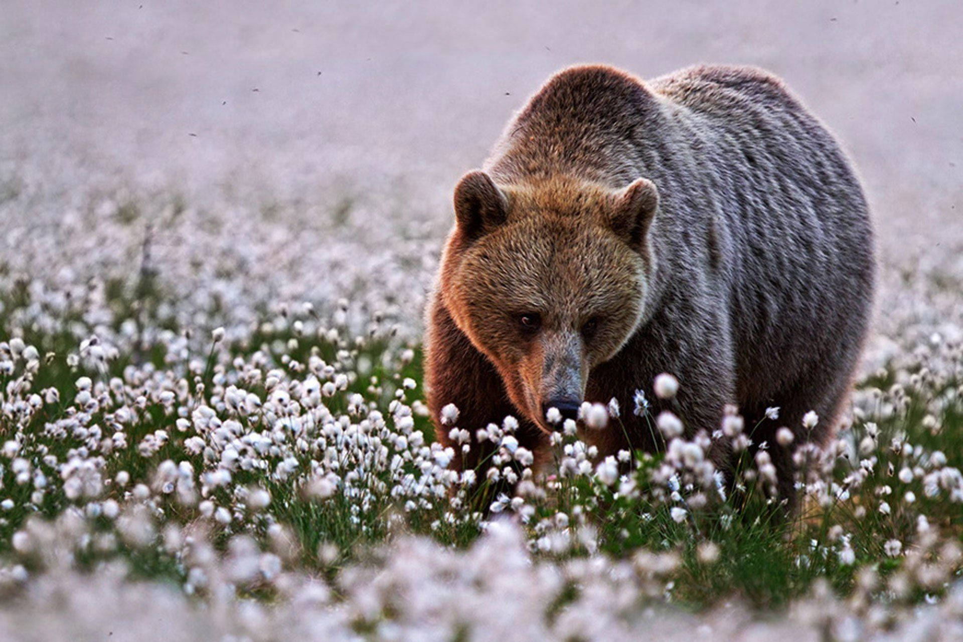 Brown Bear White Flower Field Wallpaper