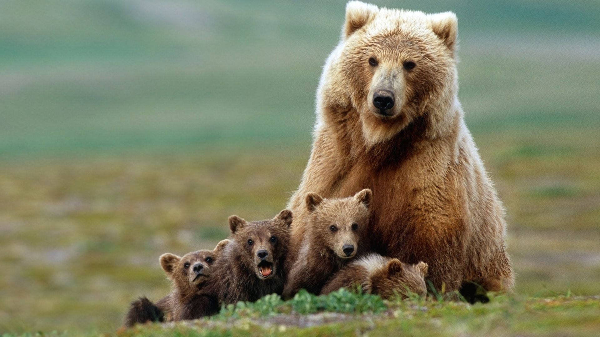 Brown Bear With Cubs On Green Grass Wallpaper