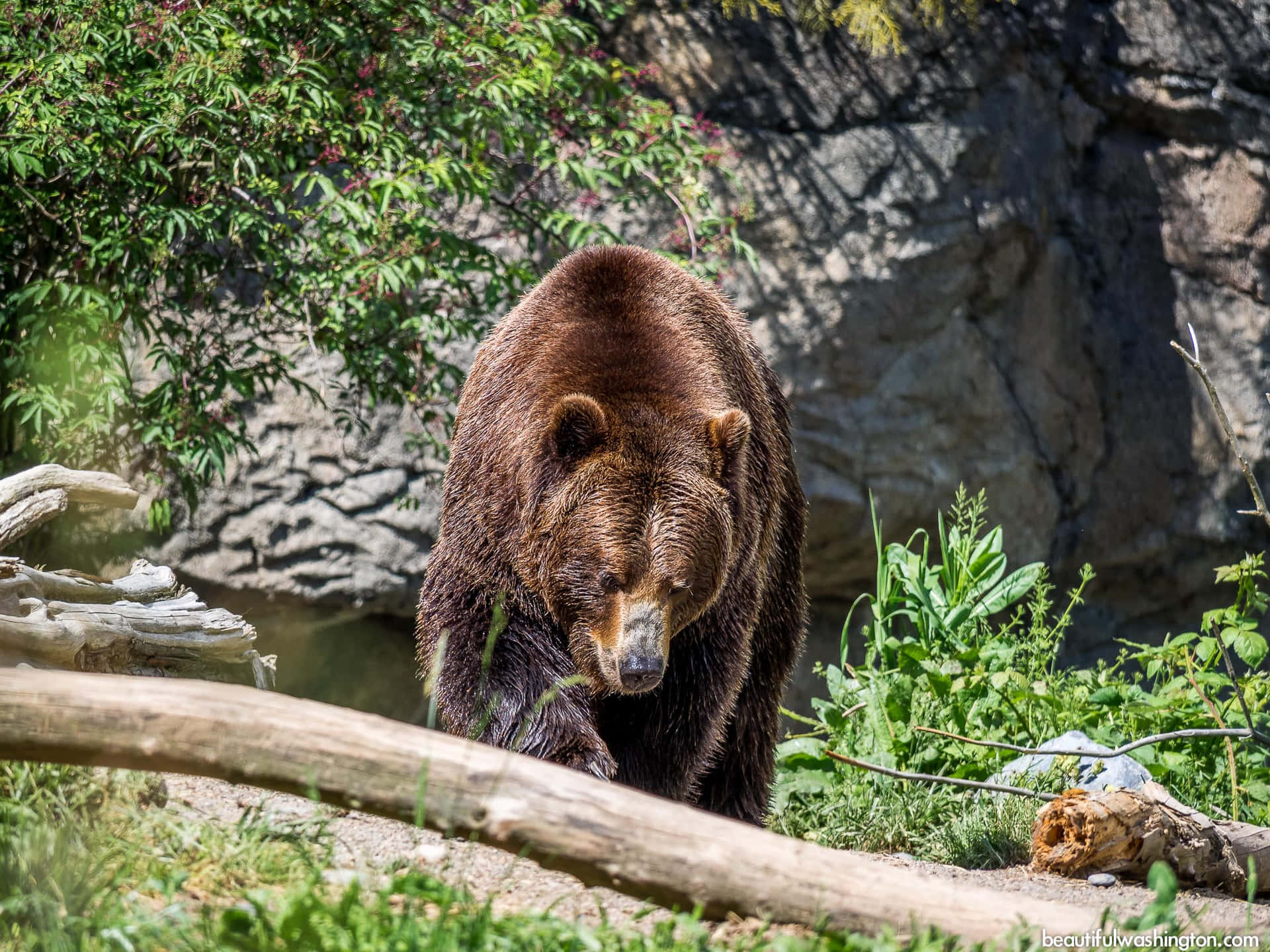 Brown Bear Woodland Park Zoo Wallpaper