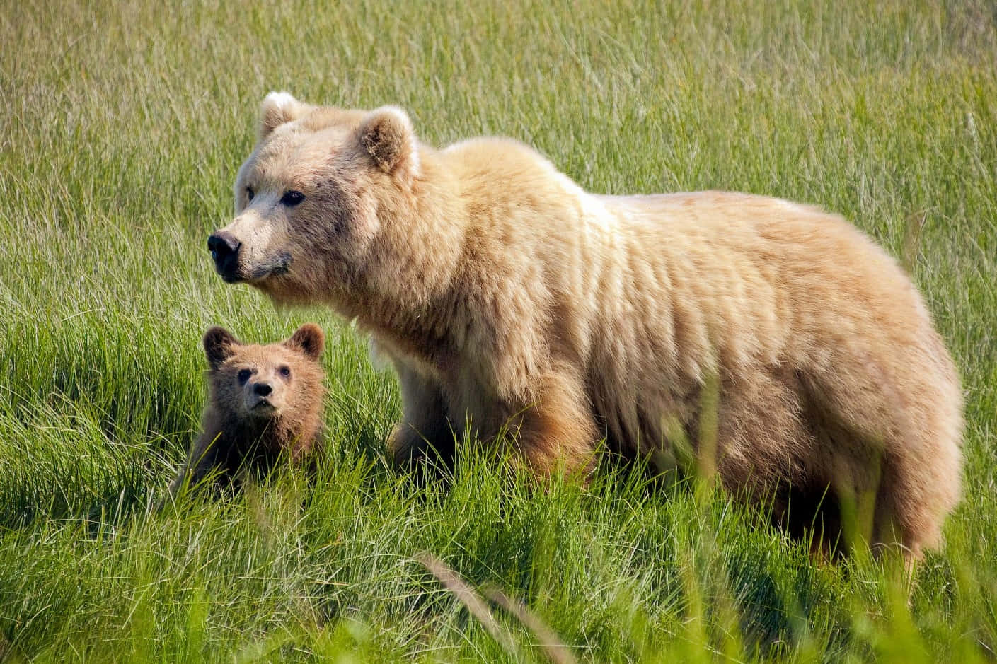 A Mother And Cub Are Standing In The Grass